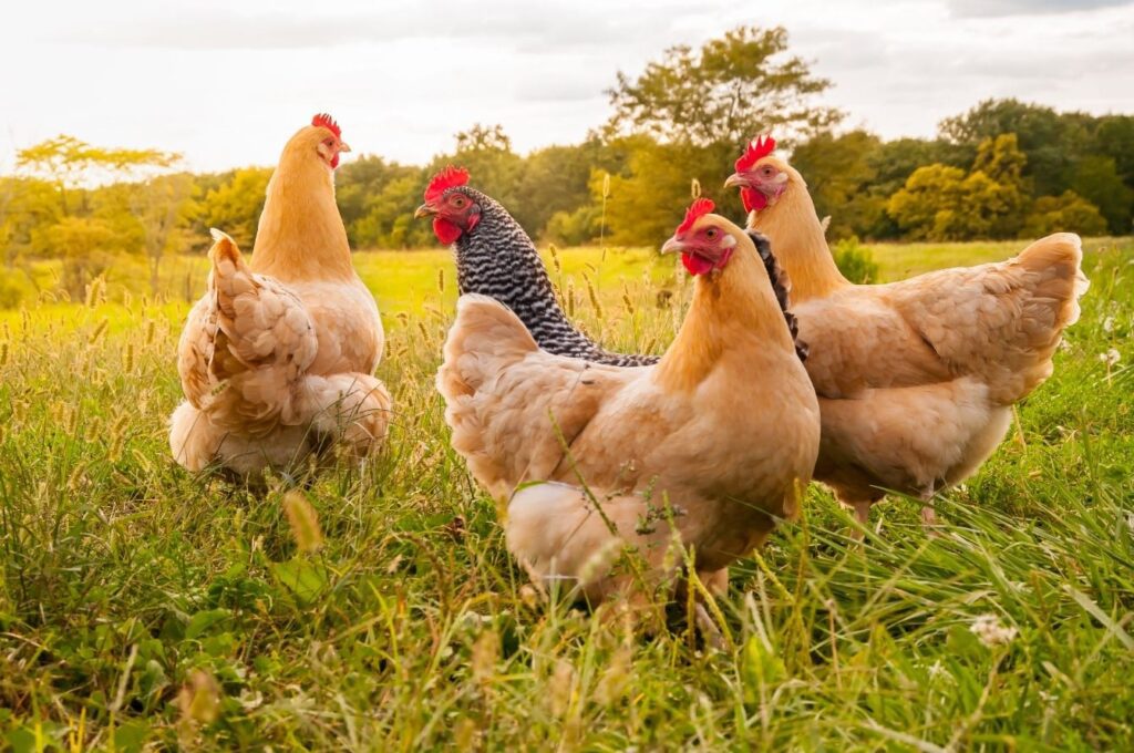 Choosing the Right Chickens to Start Your Flock