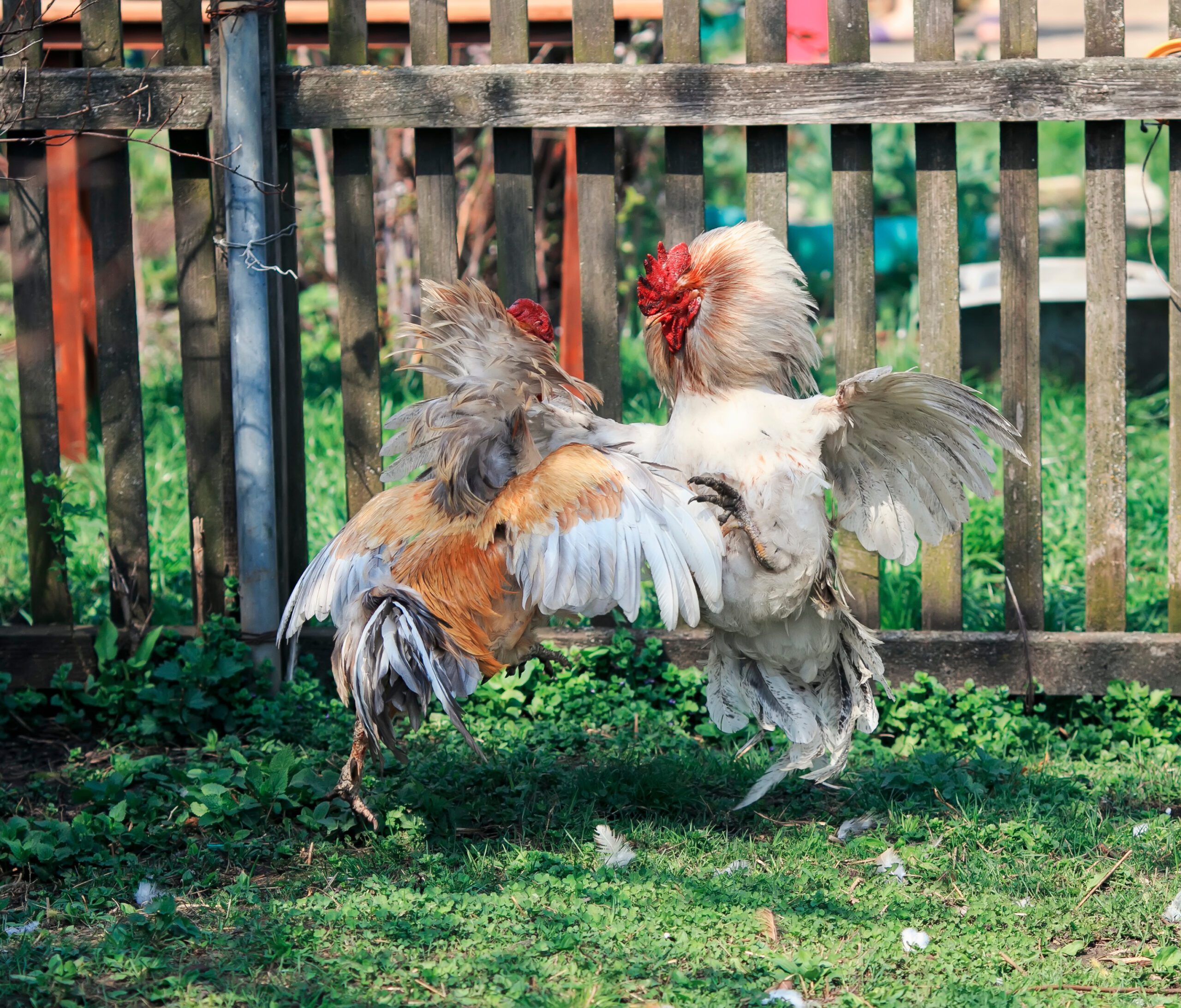 How to Separate Fighting Roosters Safely - My Favorite Chicken